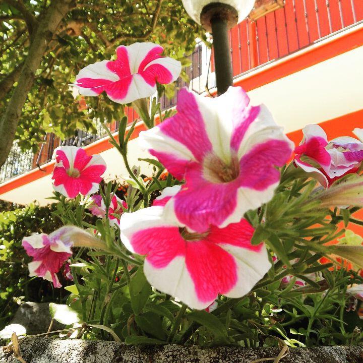 加尔迪诺德雷卡梅里住宿加早餐旅馆 帕莱斯特里纳 外观 照片